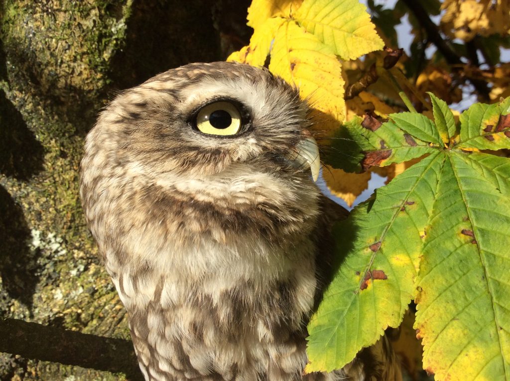 Owl