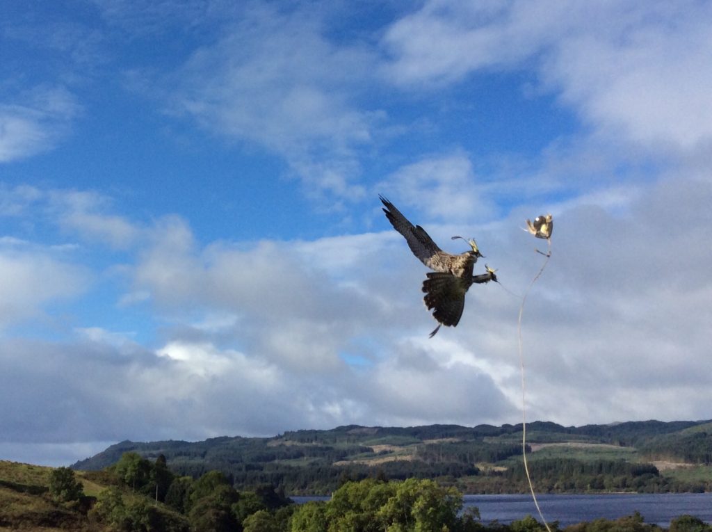 In Flight