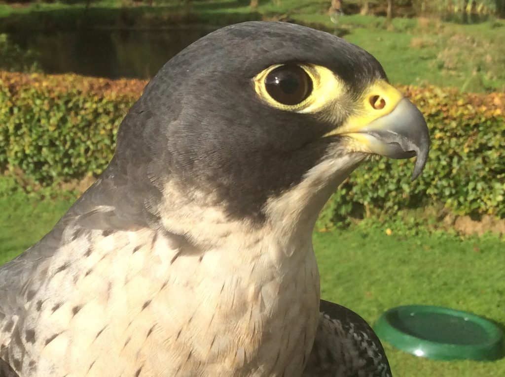 Peregrine Falcon