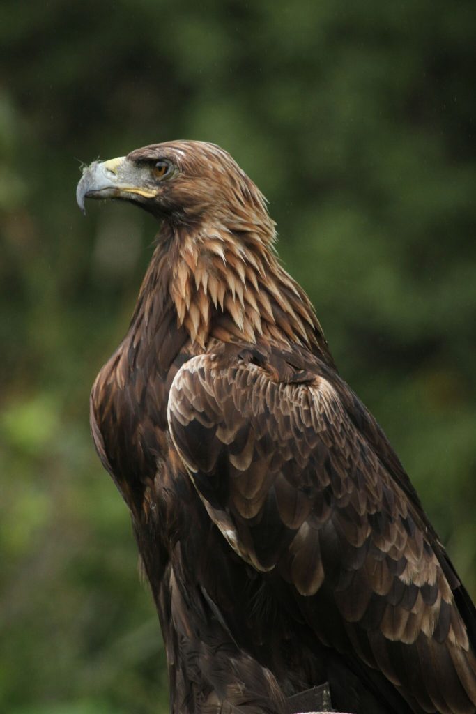 Heidi, female Golden Eagle