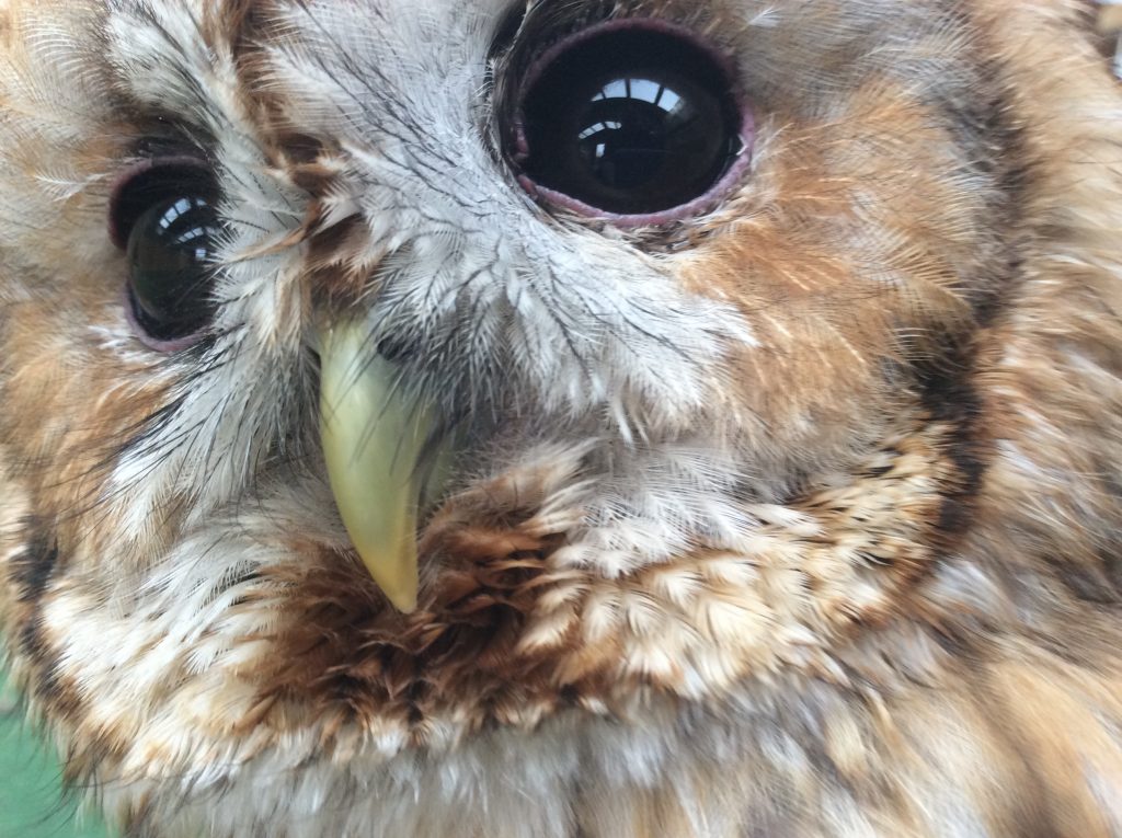 Timmy the Tawny Owl