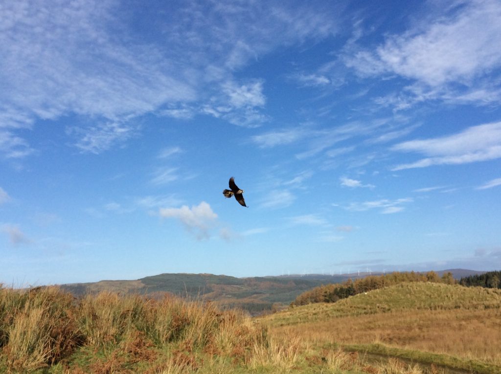 Soaring