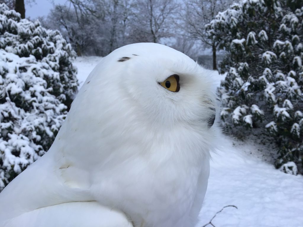 Snowy Owl