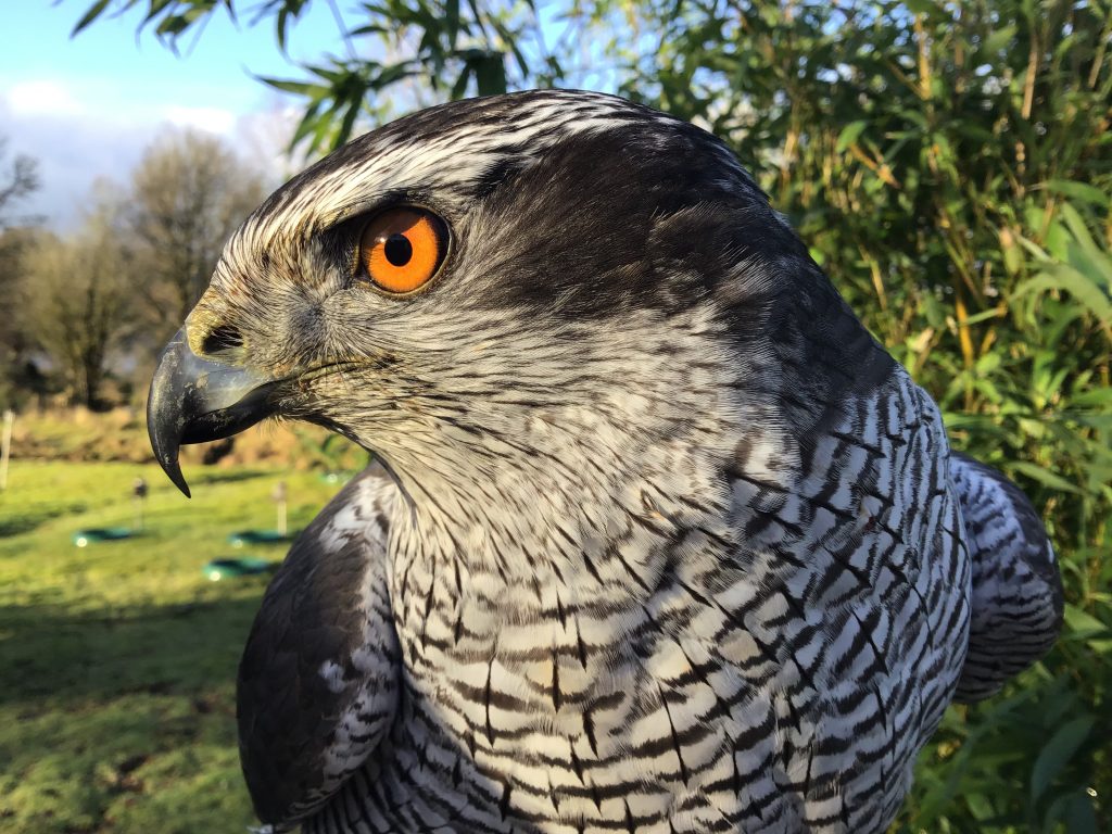 Male Goshawk