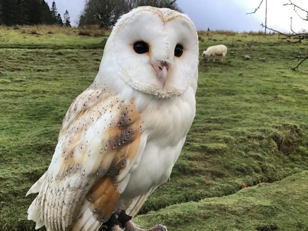 Snoopy - Barn Owl