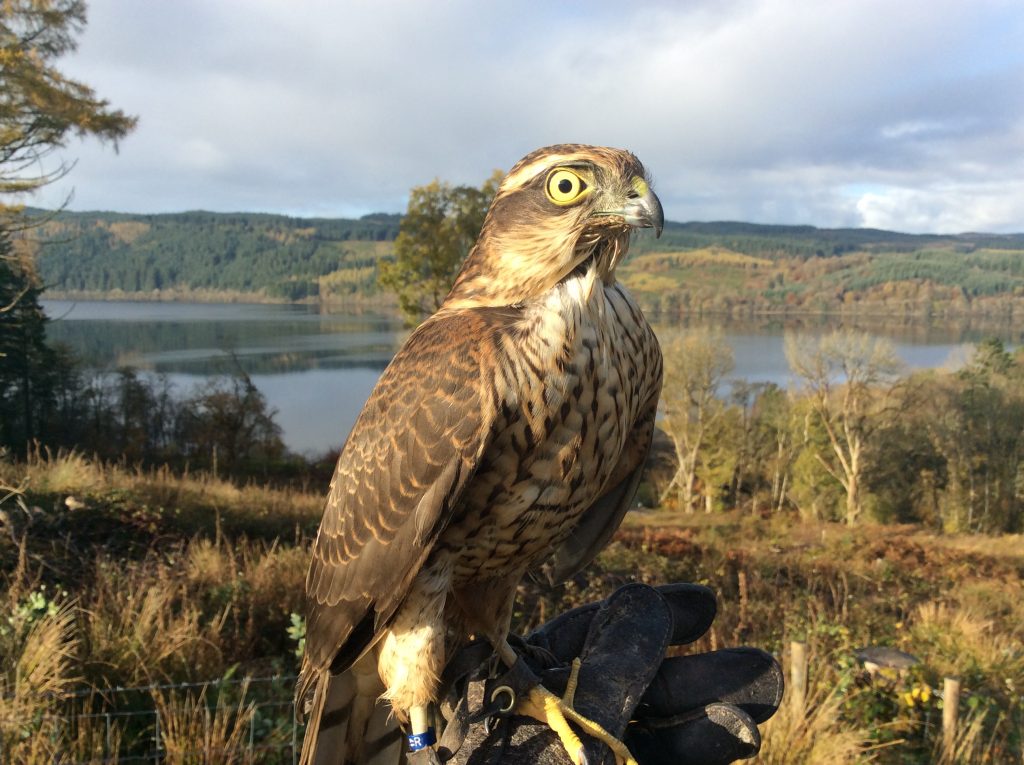 Poppy - female Sparrowhawk