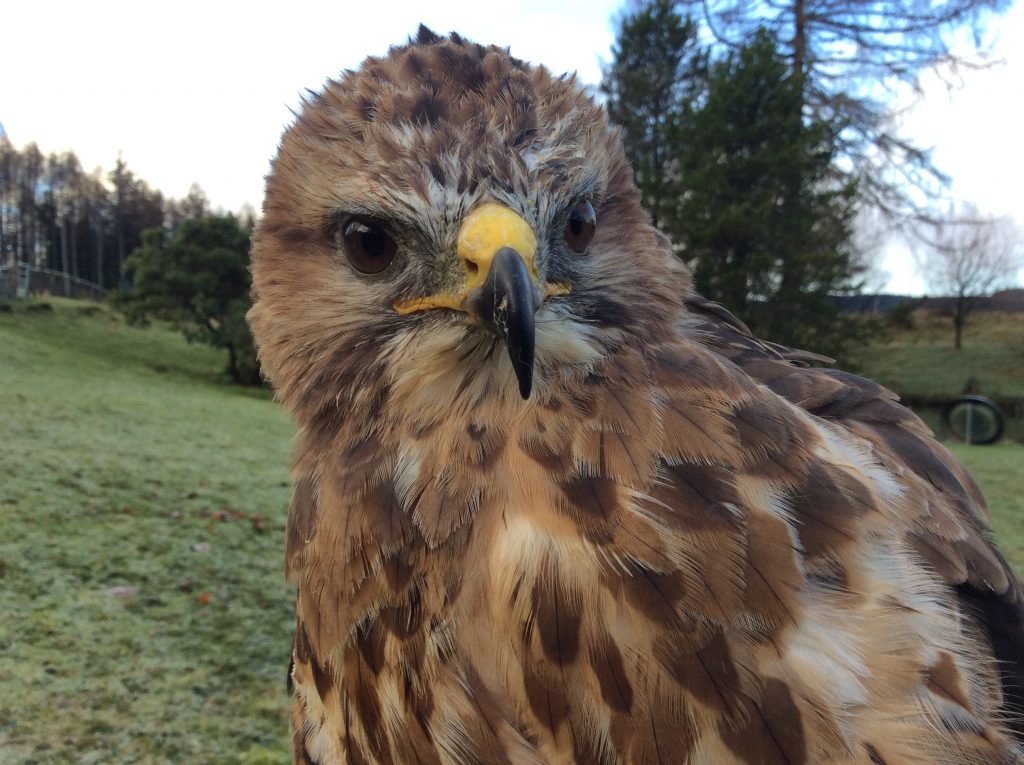 Buzzard