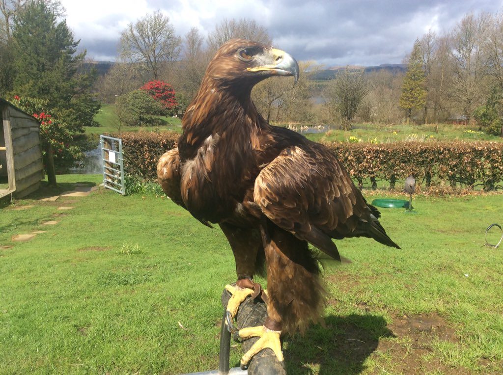 Heidi, female Golden Eagle