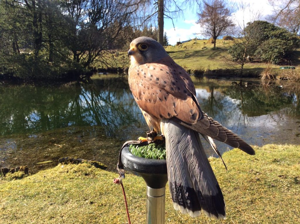 Kestrel