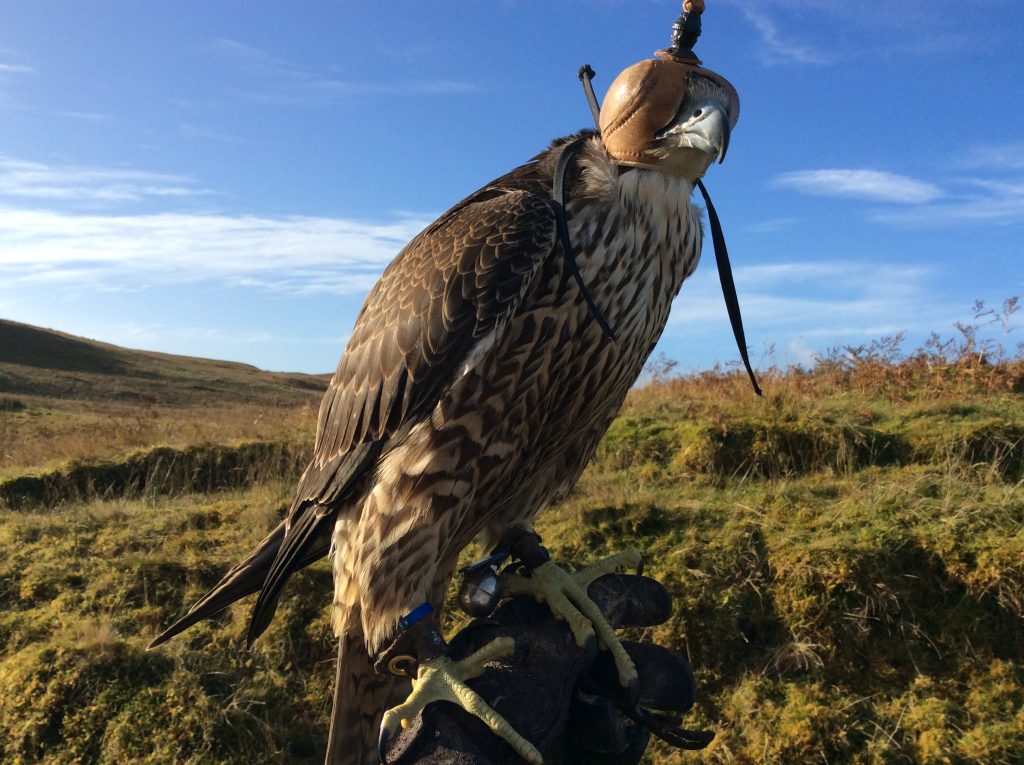 Buzzard with hood
