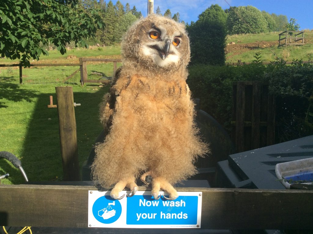 Chip - European Eagle Owl