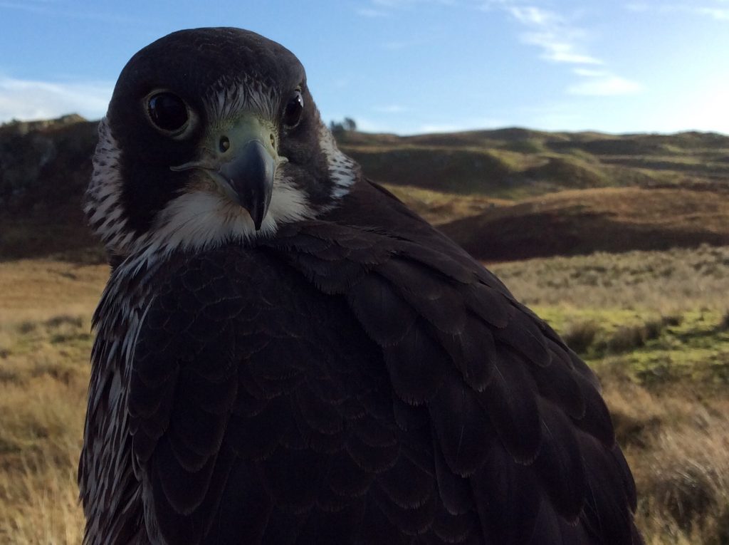 Looking Hawkish