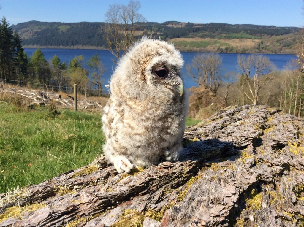 Baby Tawny Owl