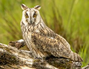 Wally - Long Eared Owl
