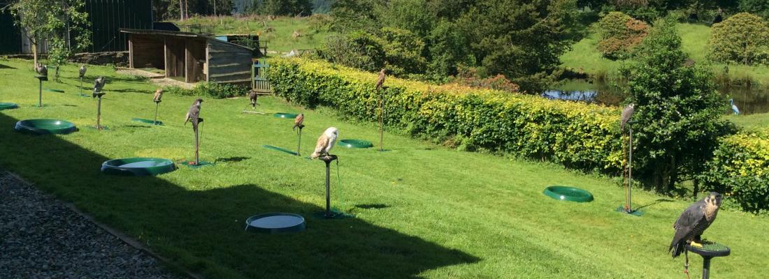 Kintail Birds of Prey, Argyll