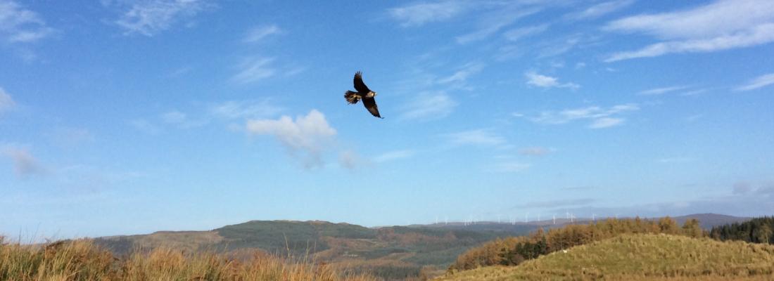 Kintail Birds of Prey, Argyll