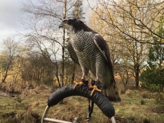 Goshawk Goshawk