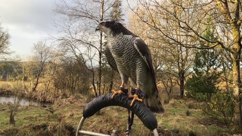 Goshawk